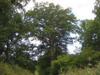 © Zierfischfreunde Immenhausen-Holzhausen